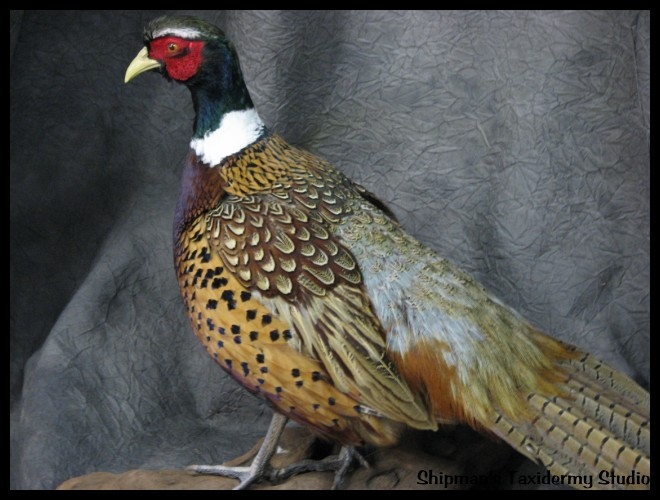 Shipman's Taxidermy Studio Waterfowl Upland Game Taxidermy Gallery in