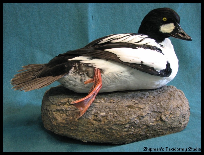 Shipman's Taxidermy Studio Waterfowl Upland Game Taxidermy Gallery in