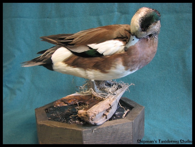 Shipman's Taxidermy Studio Waterfowl Upland Game Taxidermy Gallery in