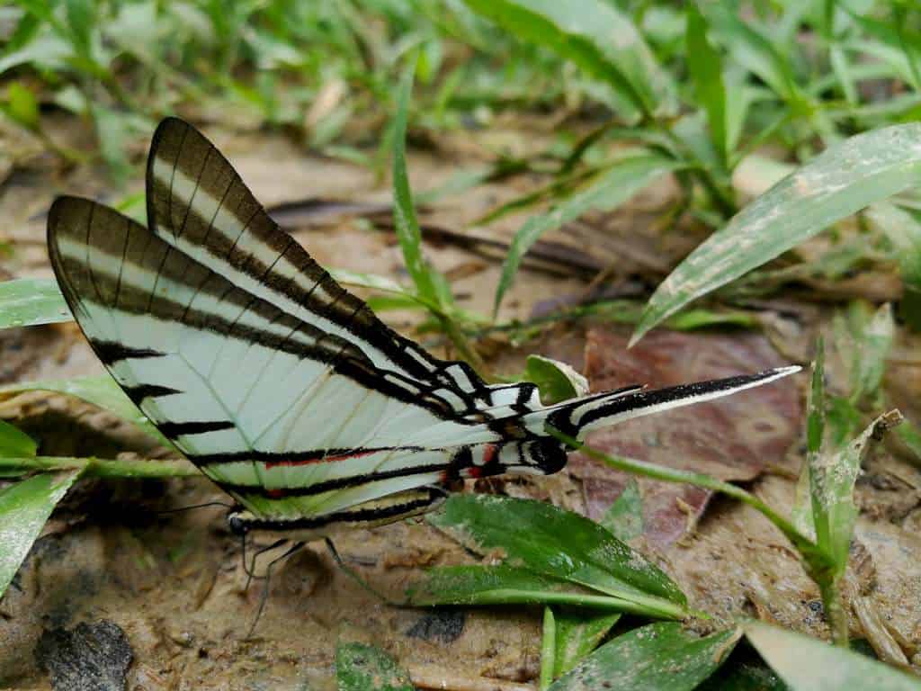The Butterflies of the Amazon Rainforest in Ecuador Shiripuno Amazon