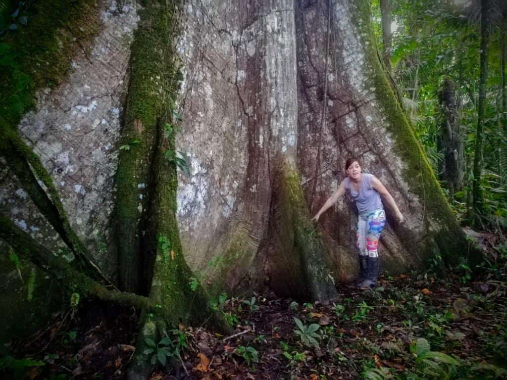 The Common Trees of the Amazon Rainforest Shiripuno Amazon Lodge