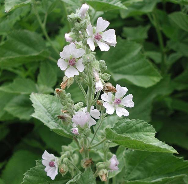 Marsh Mallow Encyclopedia Of Herbology
