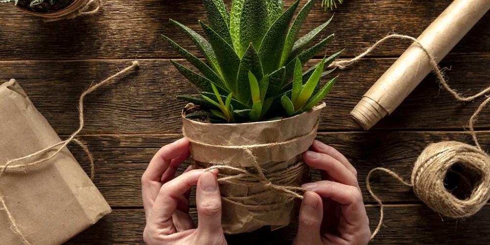 Can Paper Bags Protect Plants from Frost? 5 safety Guides