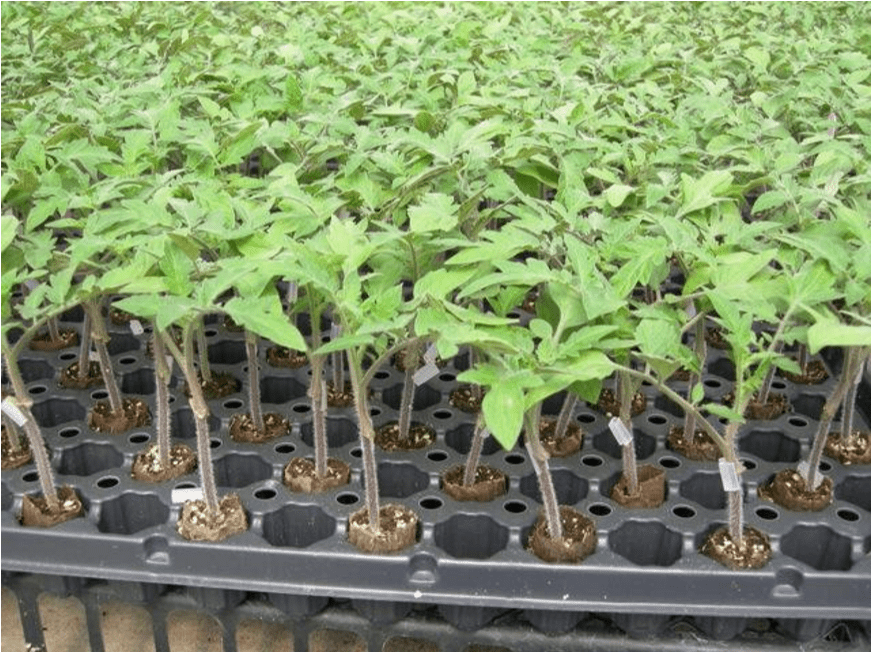 Rootstock Shneor Seed Co.