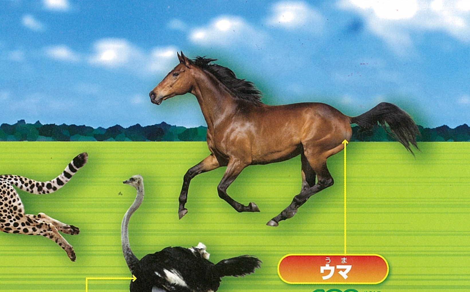 画像 走る 動物 124680チーター 走る 動物園