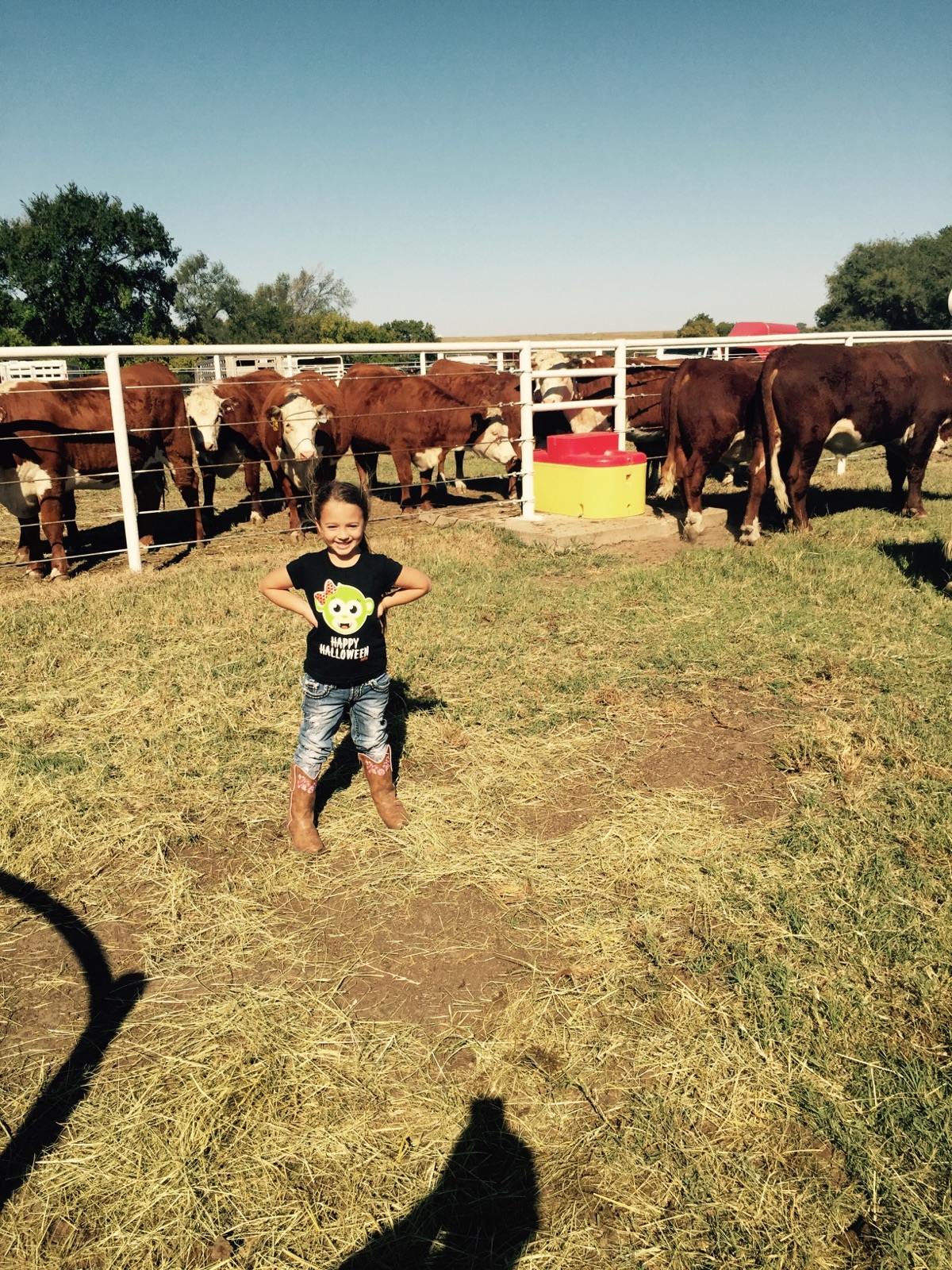Photos Shockley Herefords Hereford in Poteau, OK