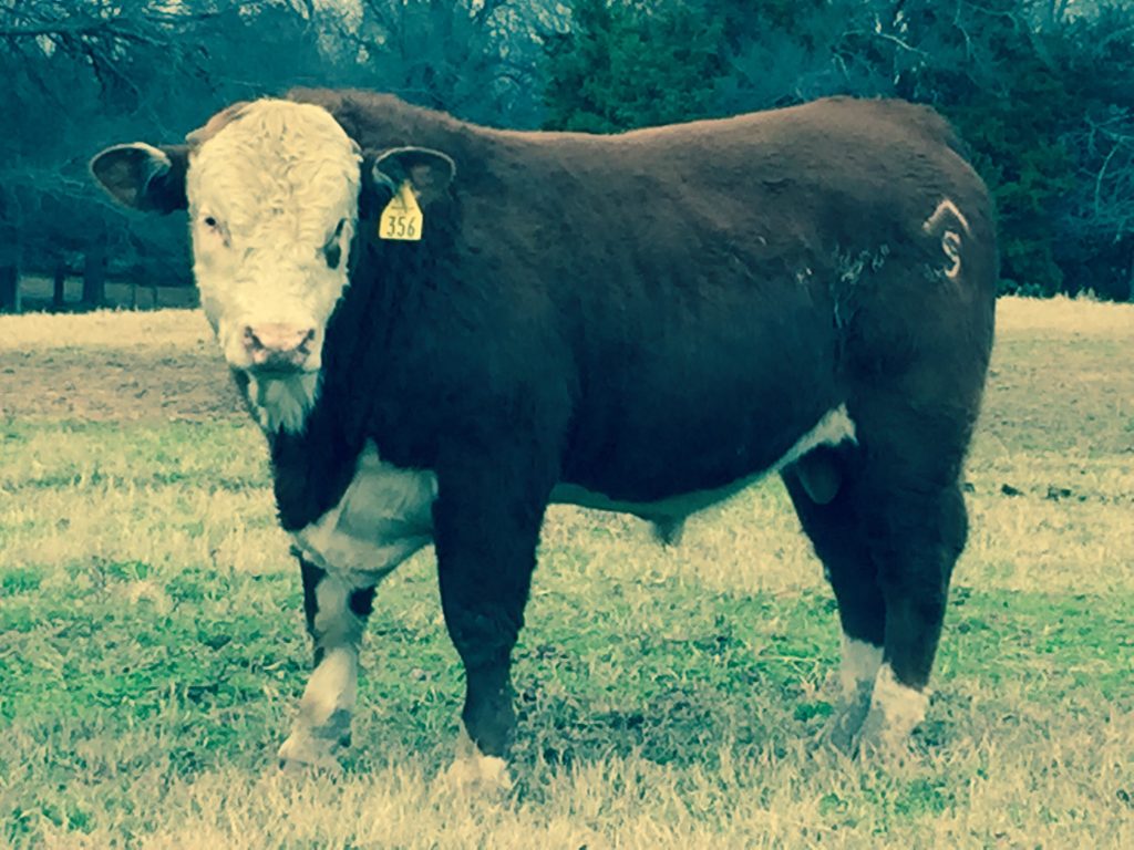 Photos Shockley Herefords Hereford in Poteau, OK