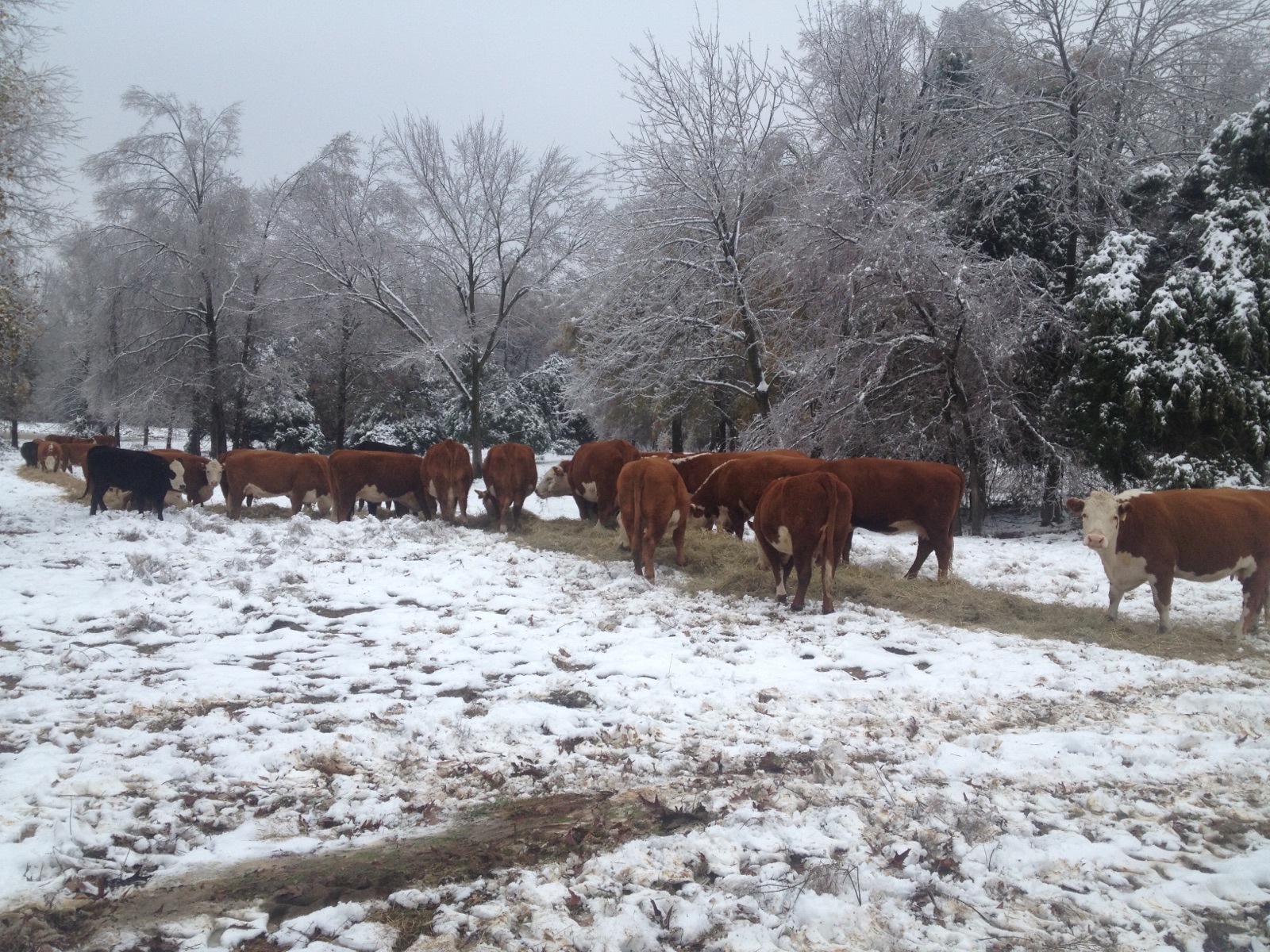Photos Shockley Herefords Hereford in Poteau, OK