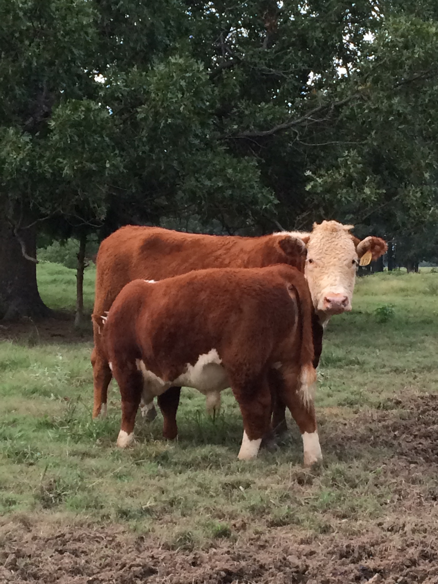 Photos Shockley Herefords Hereford in Poteau, OK