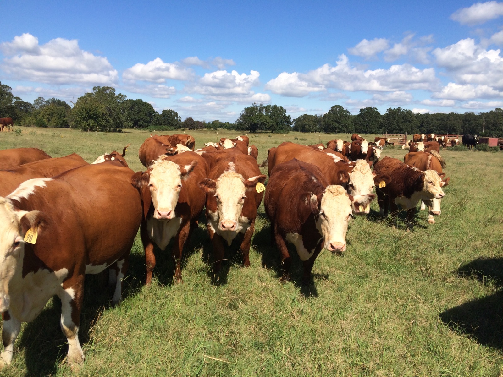 Home Shockley Herefords Hereford in Poteau, OK