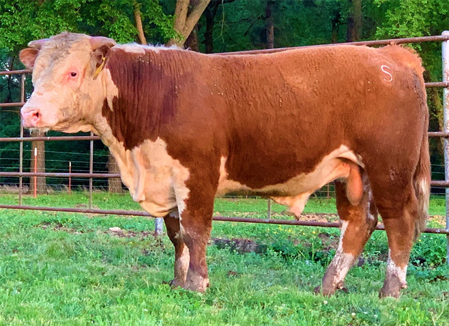 Sales Shockley Herefords Hereford in Poteau, OK