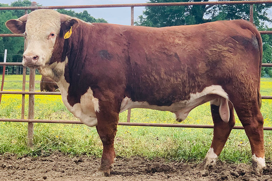 Sales Shockley Herefords Hereford in Poteau, OK
