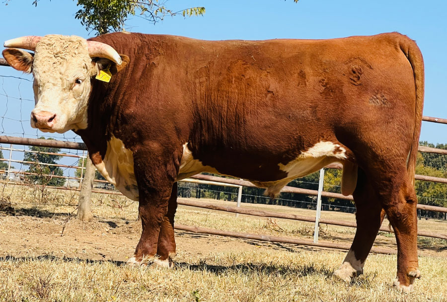 Sales Shockley Herefords Hereford in Poteau, OK