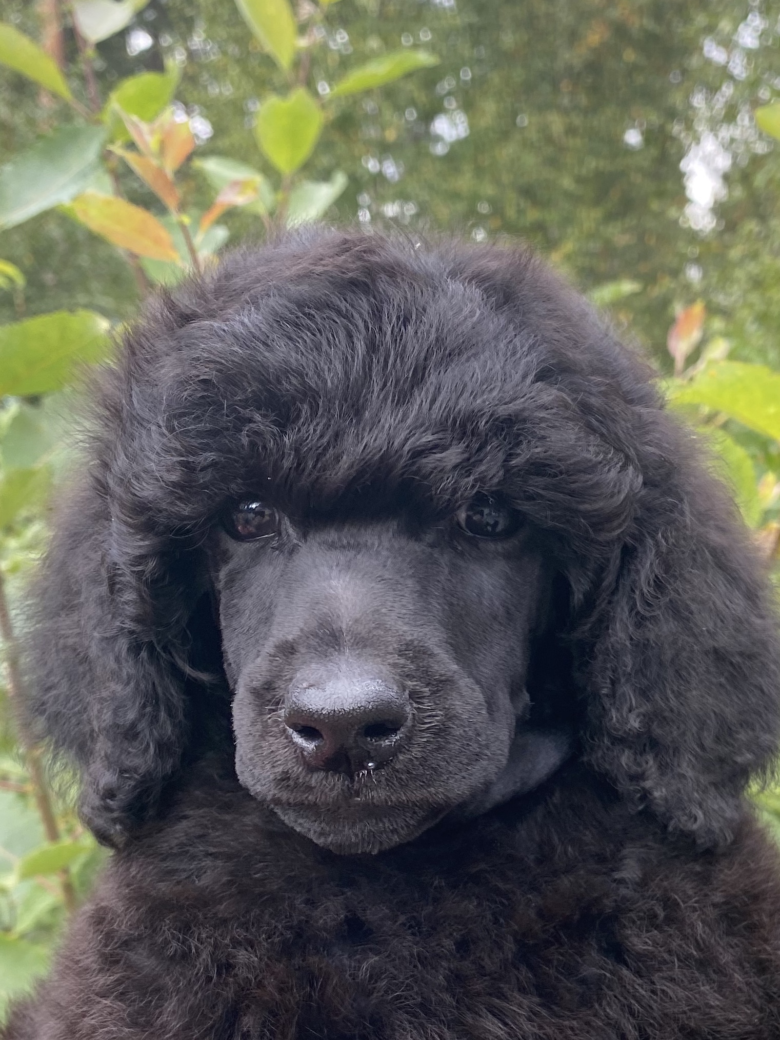 Lovikkas valpar Kennel Shockwaves