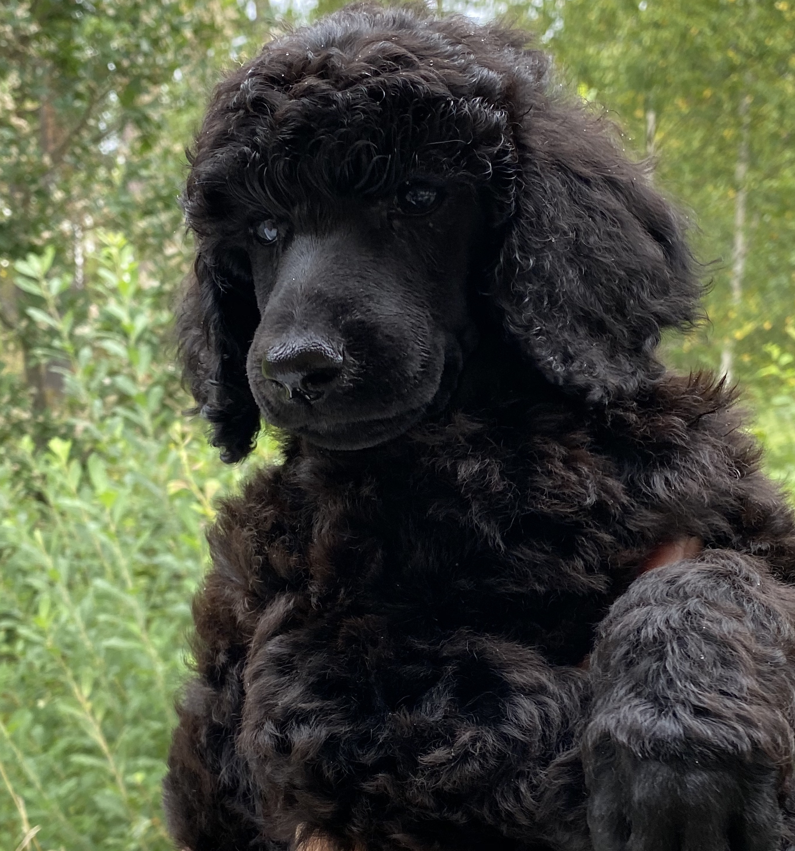 Lovikkas valpar Kennel Shockwaves