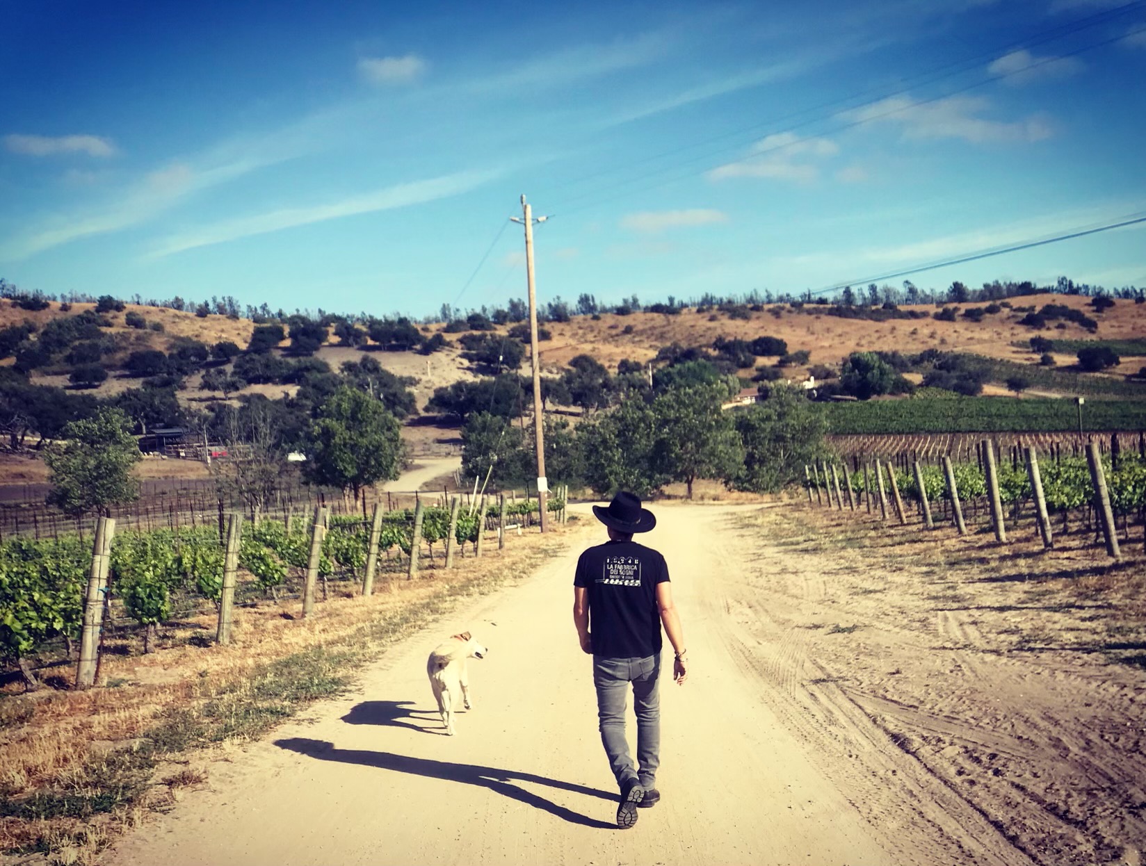 Best Vineyard Serving Buellton Shokrian Vineyard