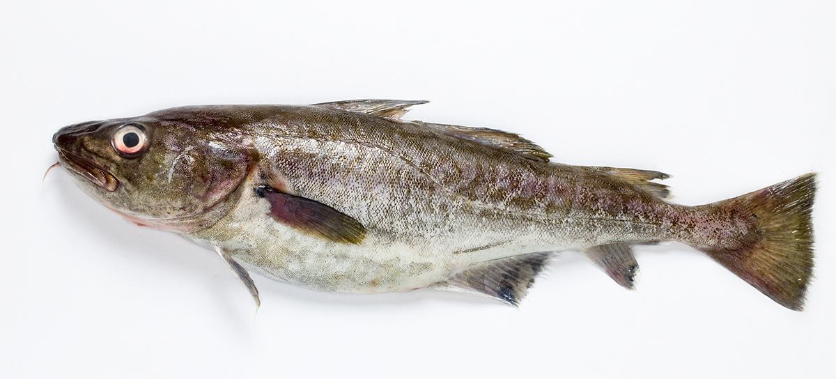 鱈（たら） 食育大事典
