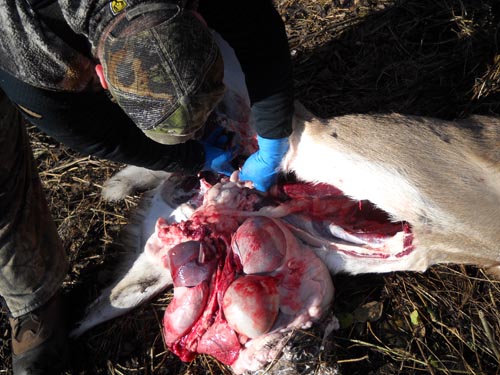 How To Field Dress A Deer