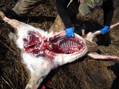How To Field Dress A Deer