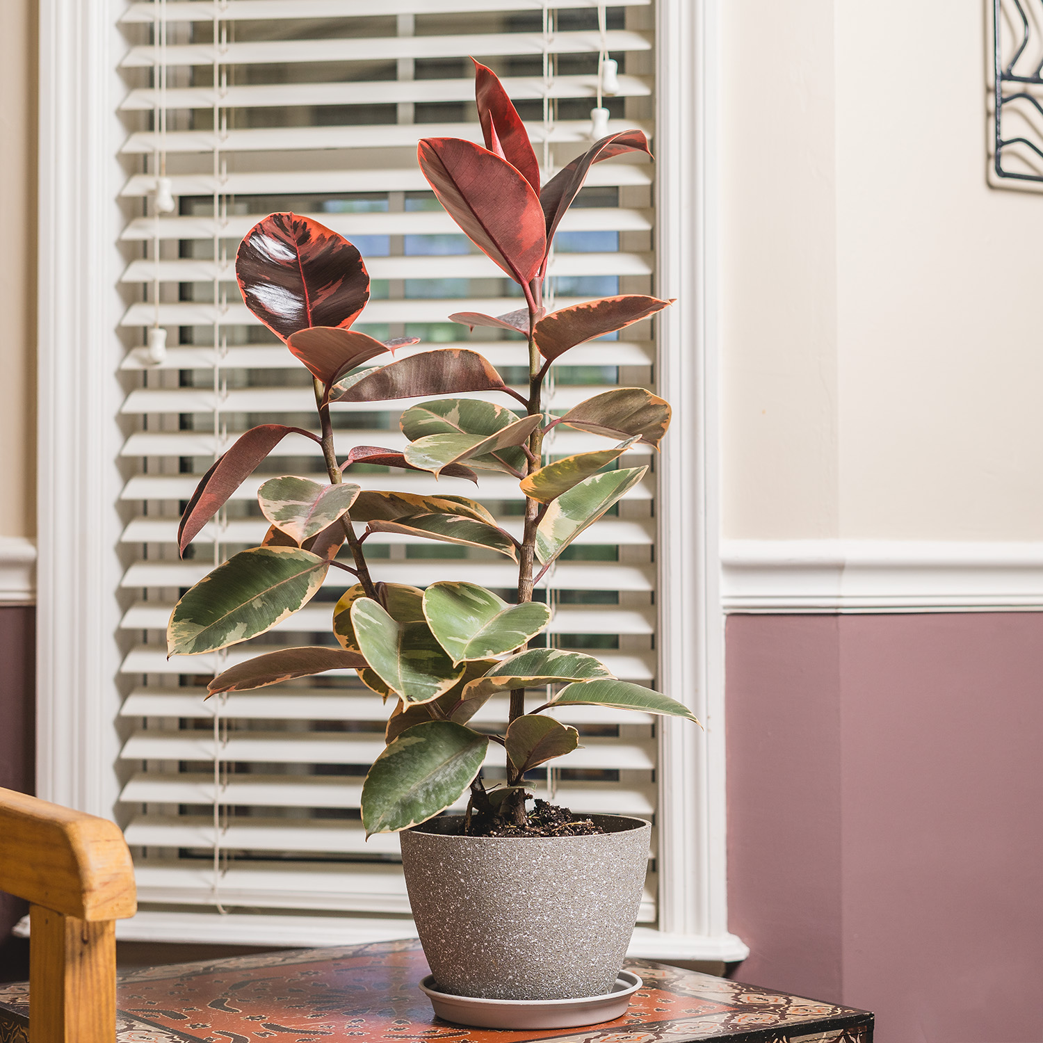 Ruby Variegated Rubber Tree House and Patio Trees from the Arbor Day