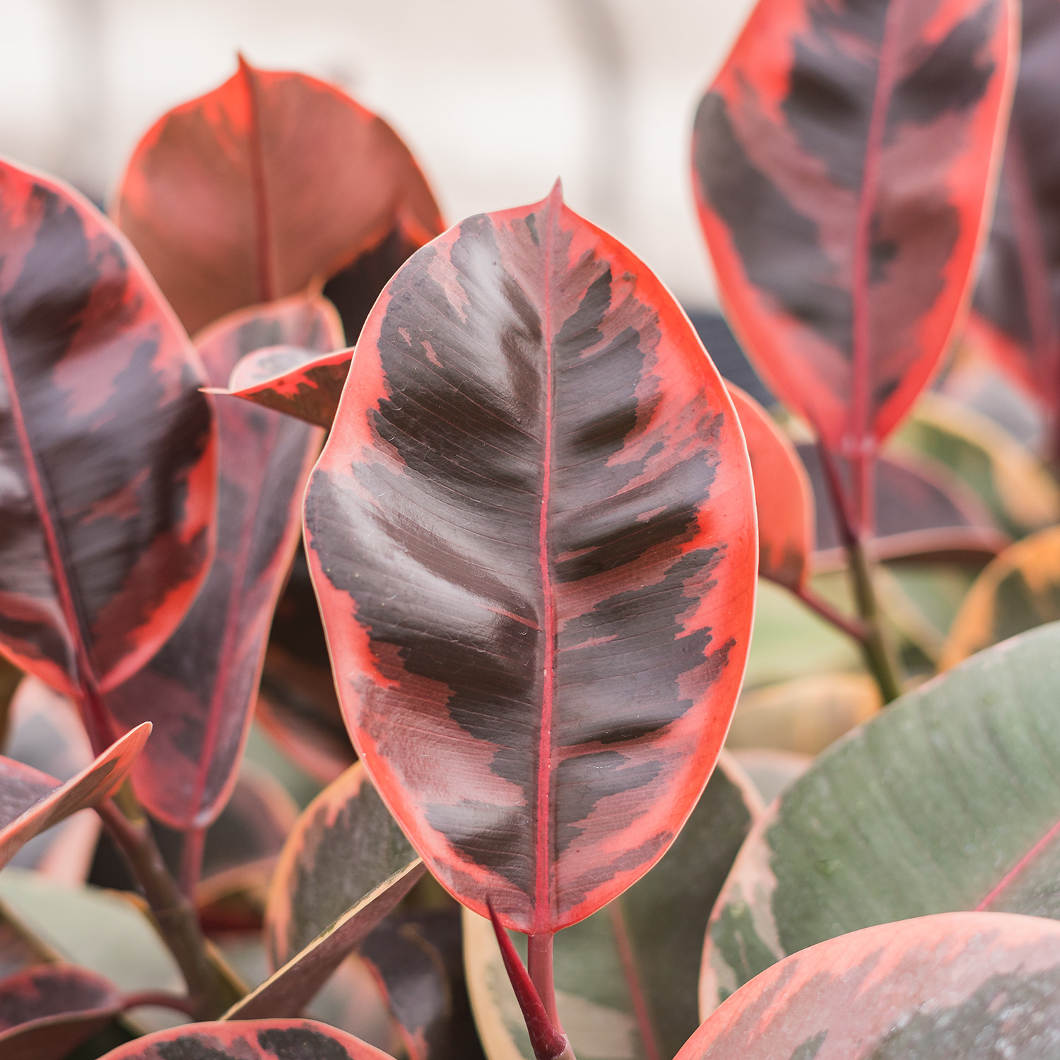Ruby Variegated Rubber Tree House and Patio Trees from the Arbor Day