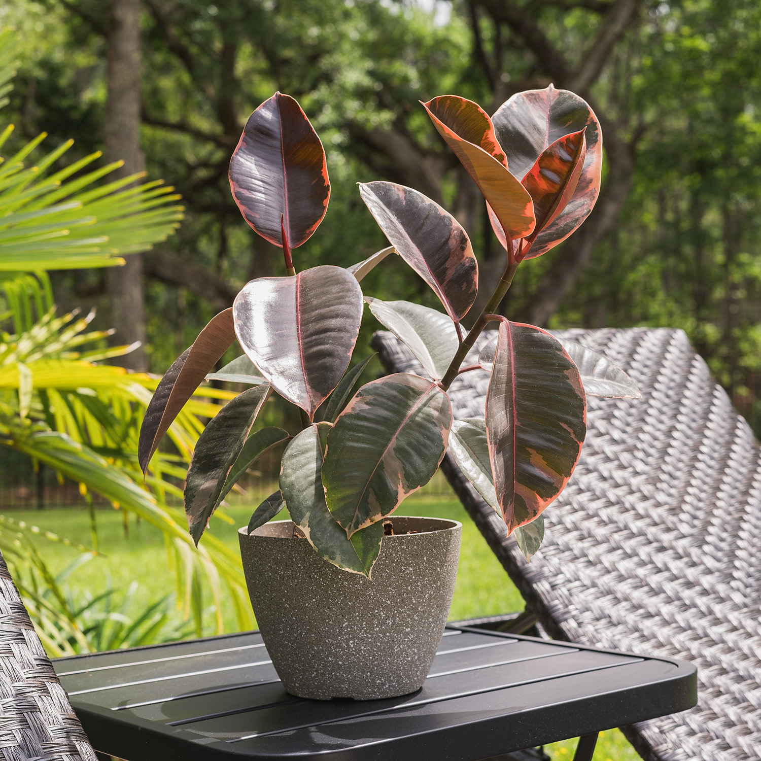 Ruby Variegated Rubber Tree House and Patio Trees from the Arbor Day