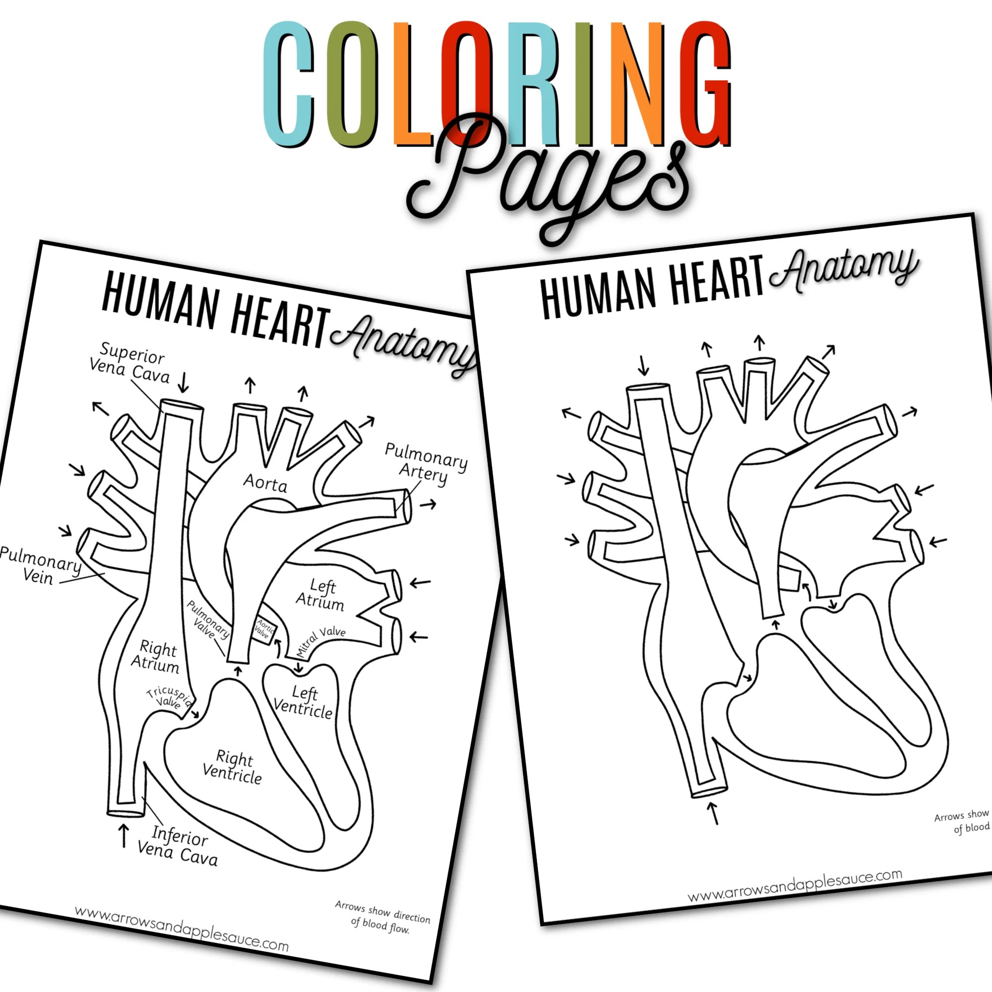 Heart Anatomy Coloring Worksheet