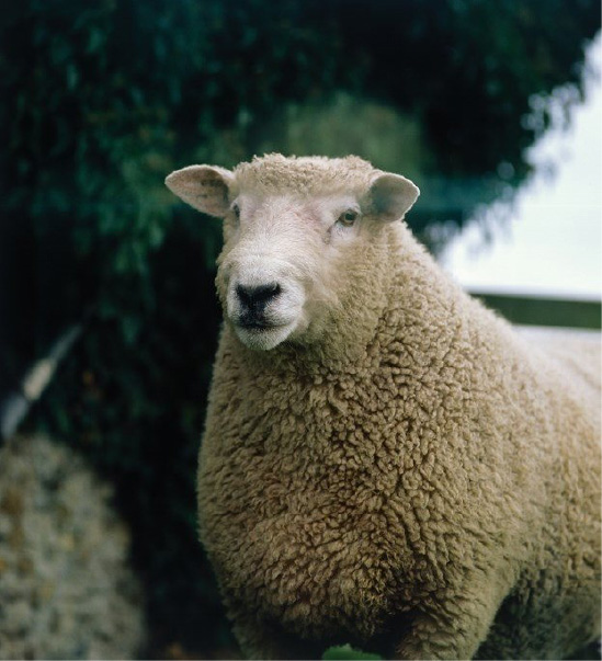Medium Wool Sheep Breeds British Wool