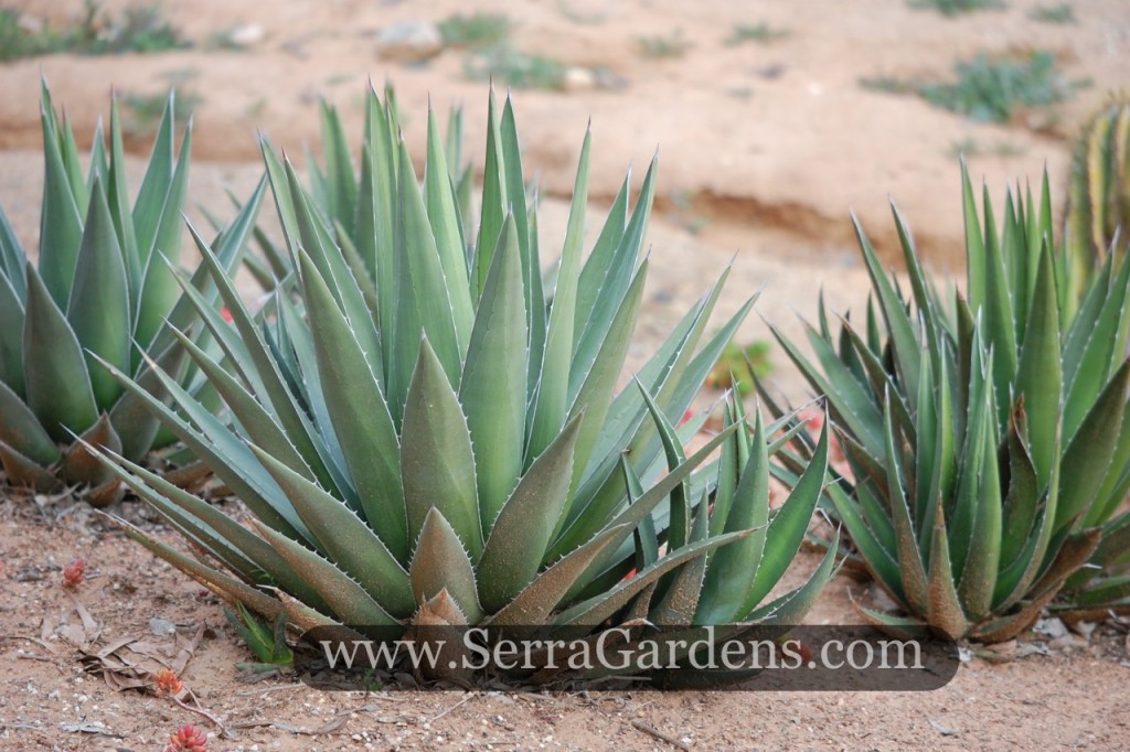 Agave triangularis (5 and 15 gallons)