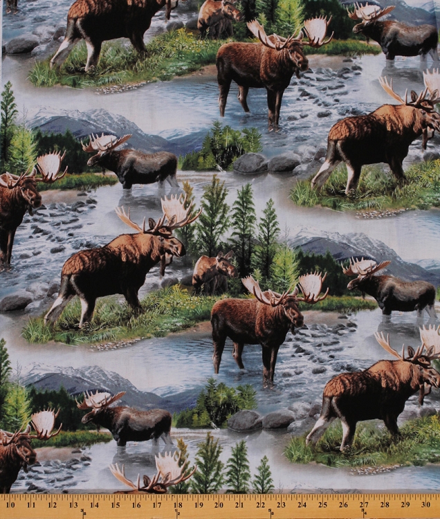 Cotton Bull Moose Nature Scenic Wildlife Animals Lake Massepequa Cotton