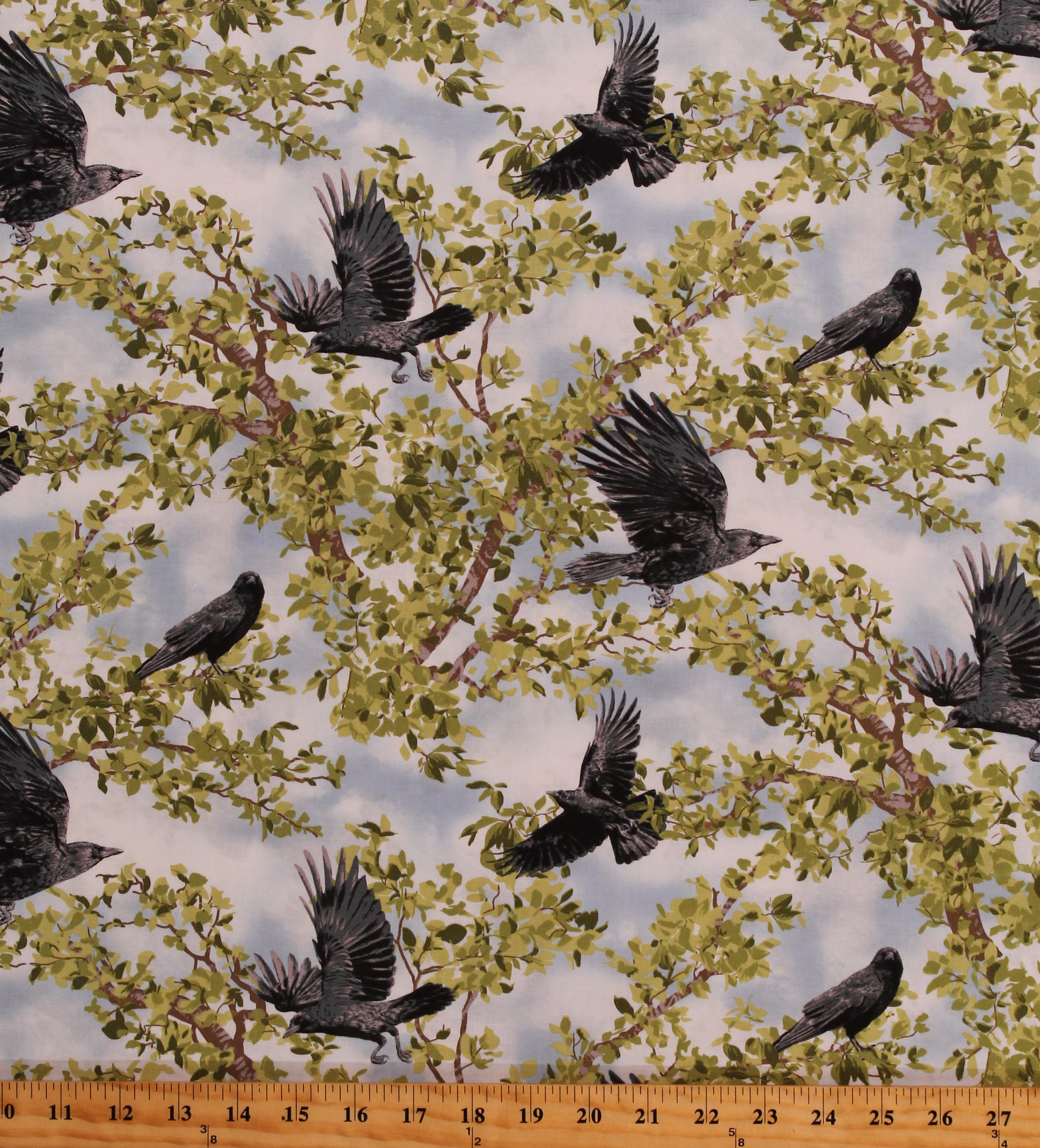 Cotton Crow Crows Raven Bird Birds Animals Wildlife Nature Trees Sky