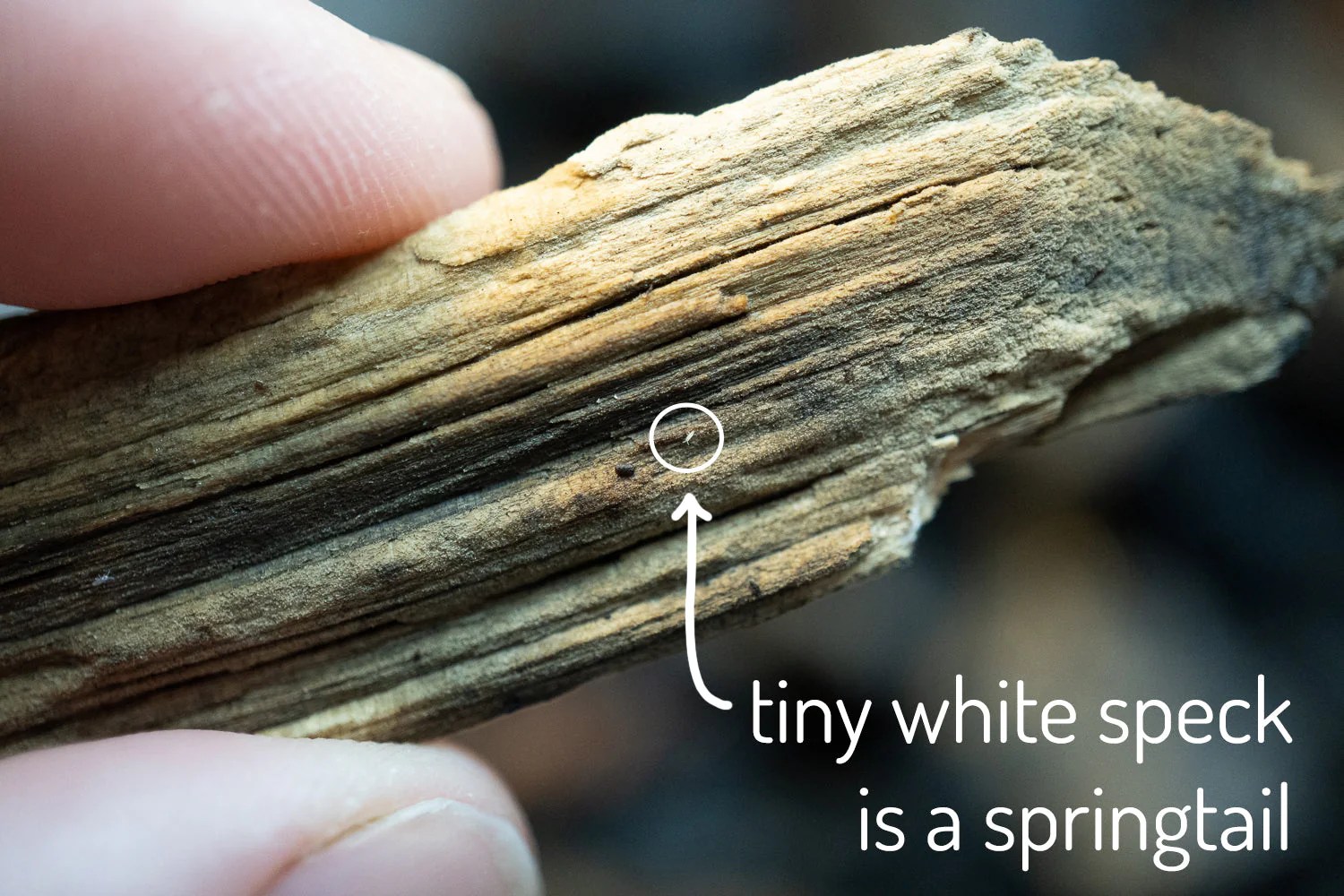 Isopods Powder Blue Hedgehog Precision