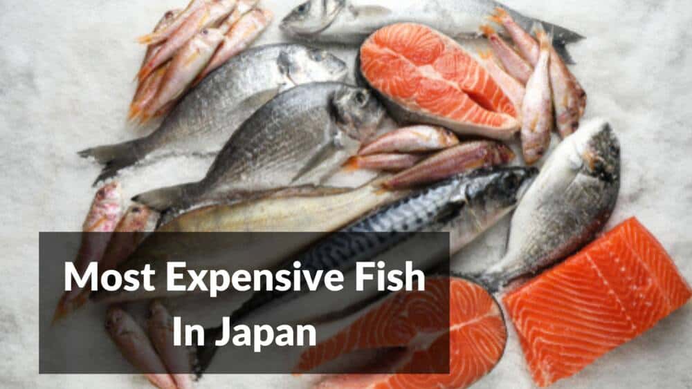 Which Is The Most Expensive Fish In Japan Japan Truly