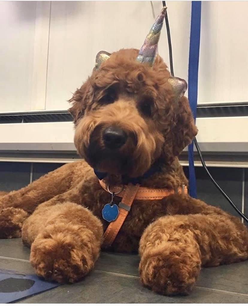 Groomers K9 Caterers