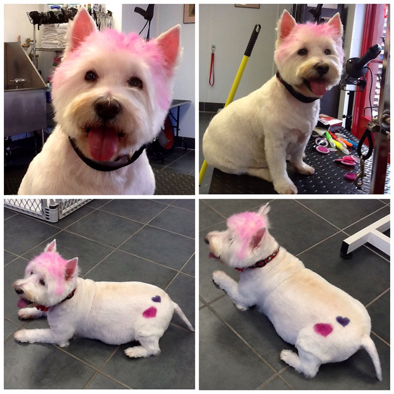 Groomers K9 Caterers