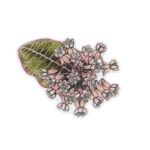 Sandhill Milkweed Vinyl Sticker Kate Dolamore Art