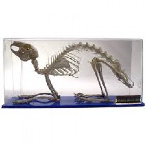 Skeleton mounted Rabbit