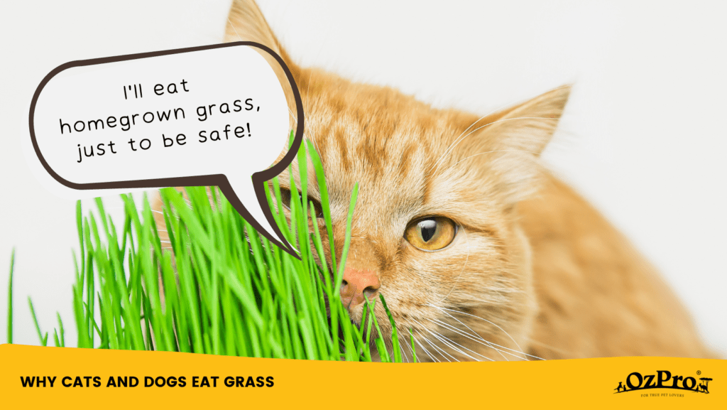 Reasons Why Cats and Dogs Eat Grass OzPro Pets
