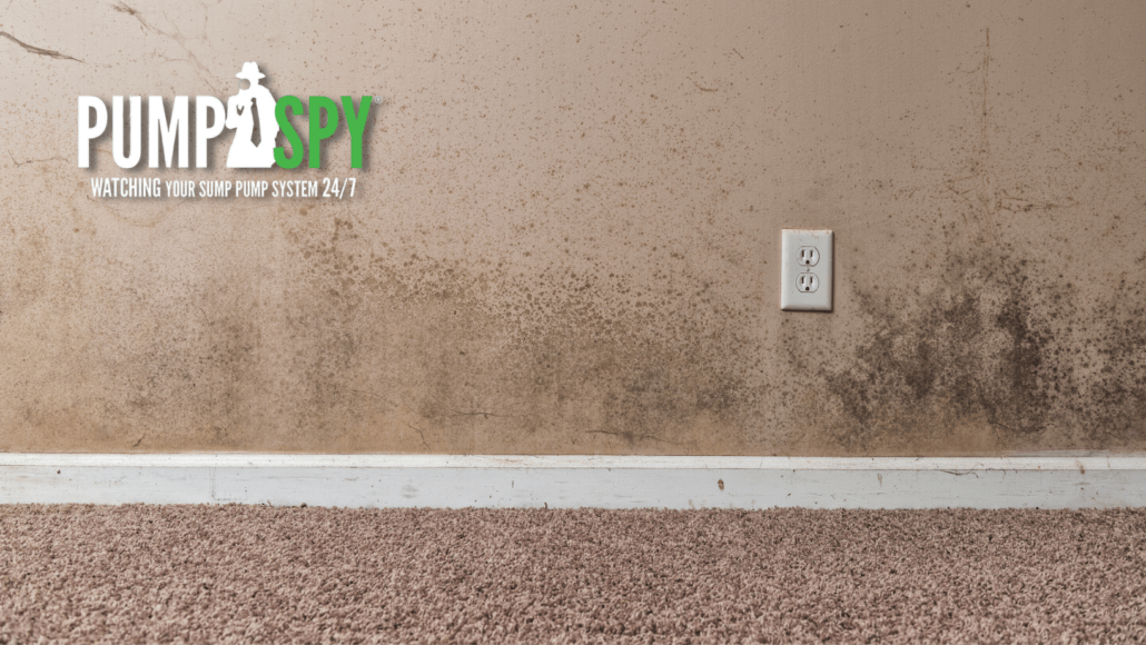 Dangers of a Damp Basement PumpSpy Store