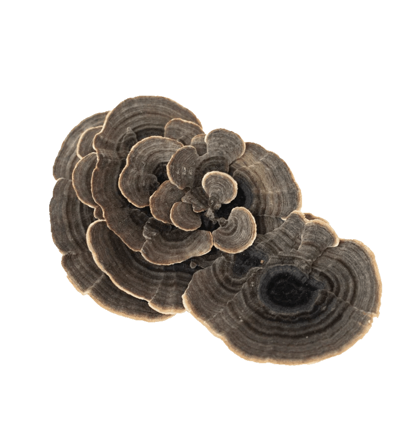 Organic Turkey Tail Mushroom Extract Capsules & Powders Real Mushrooms