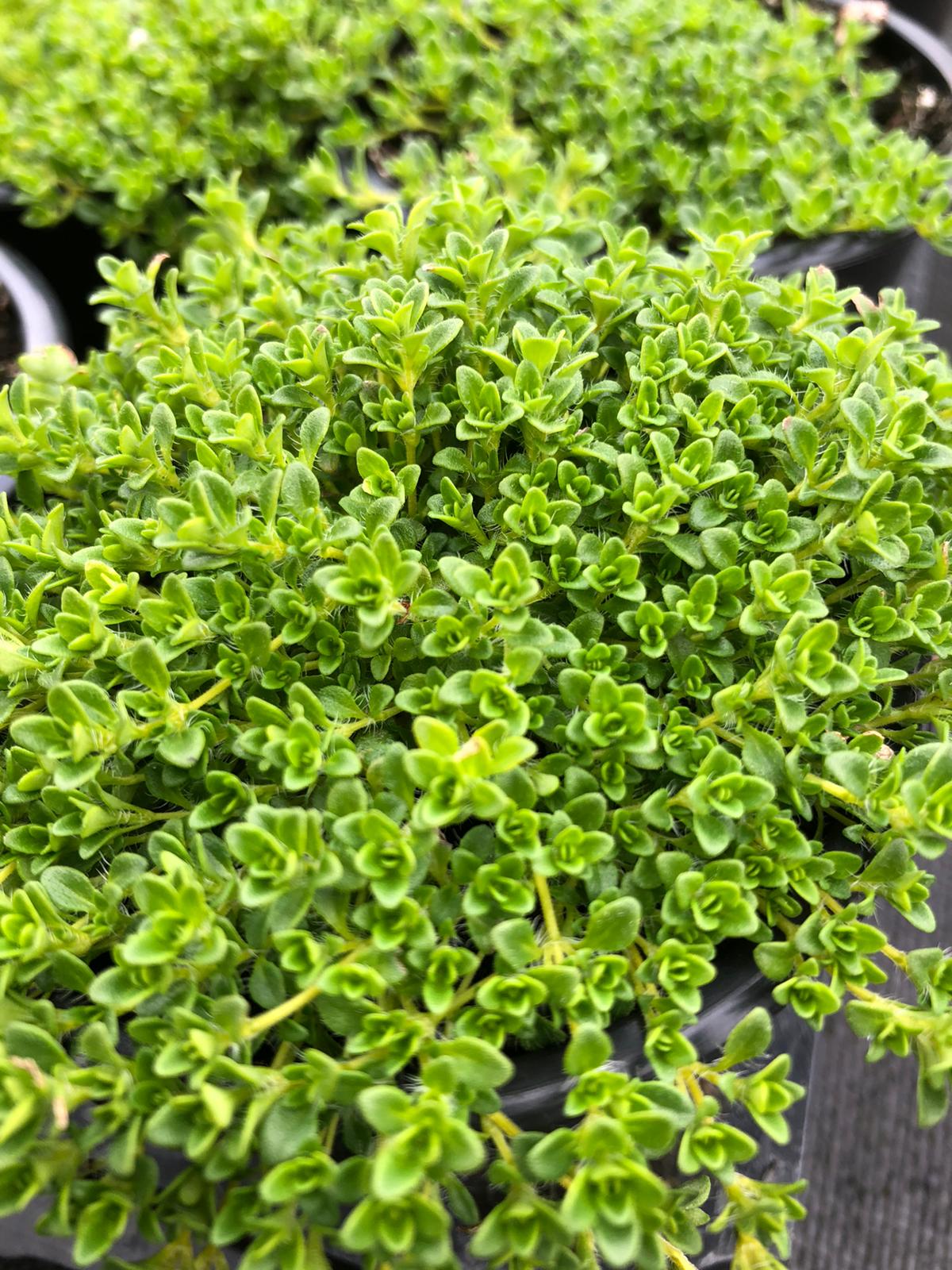 Thymus serpyllum alba Rotherview Nursery