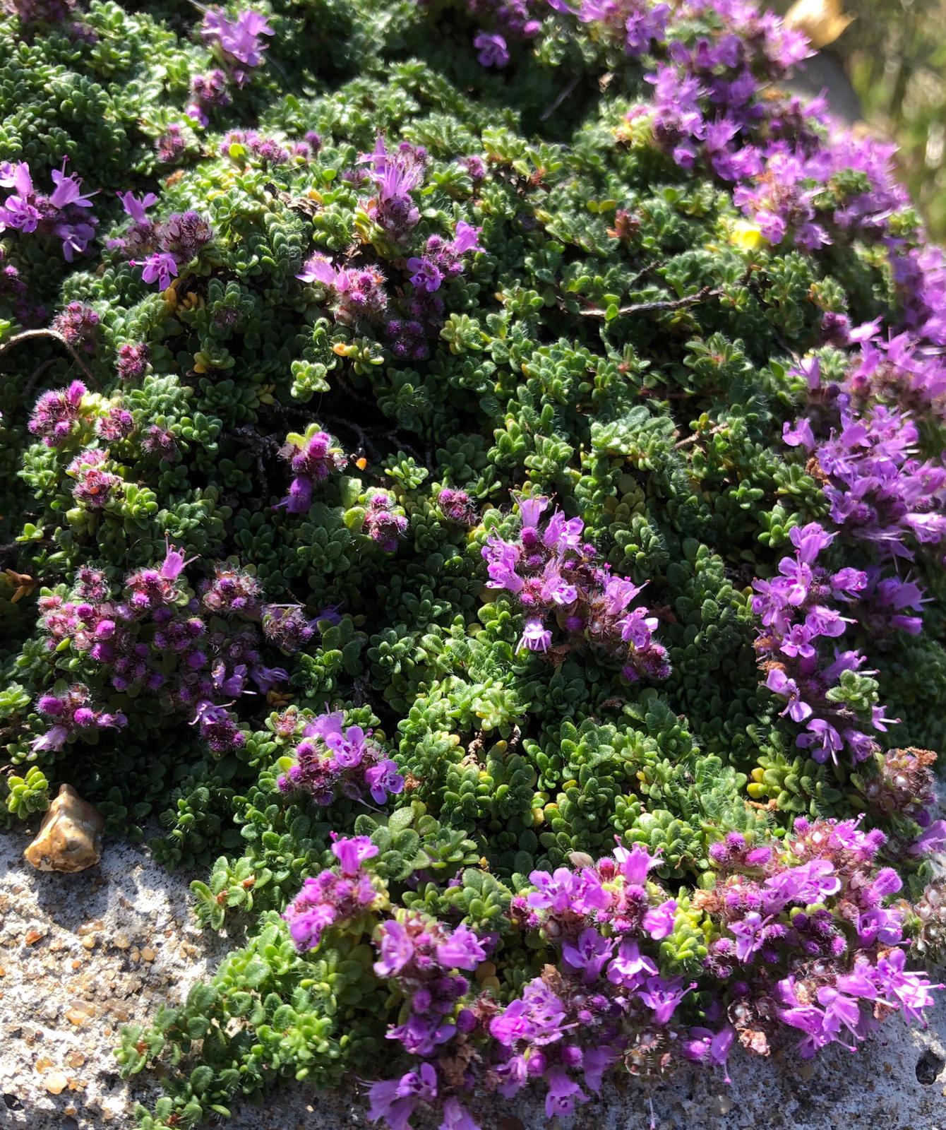 Thymus serpyllum 'Minor' Rotherview Nursery