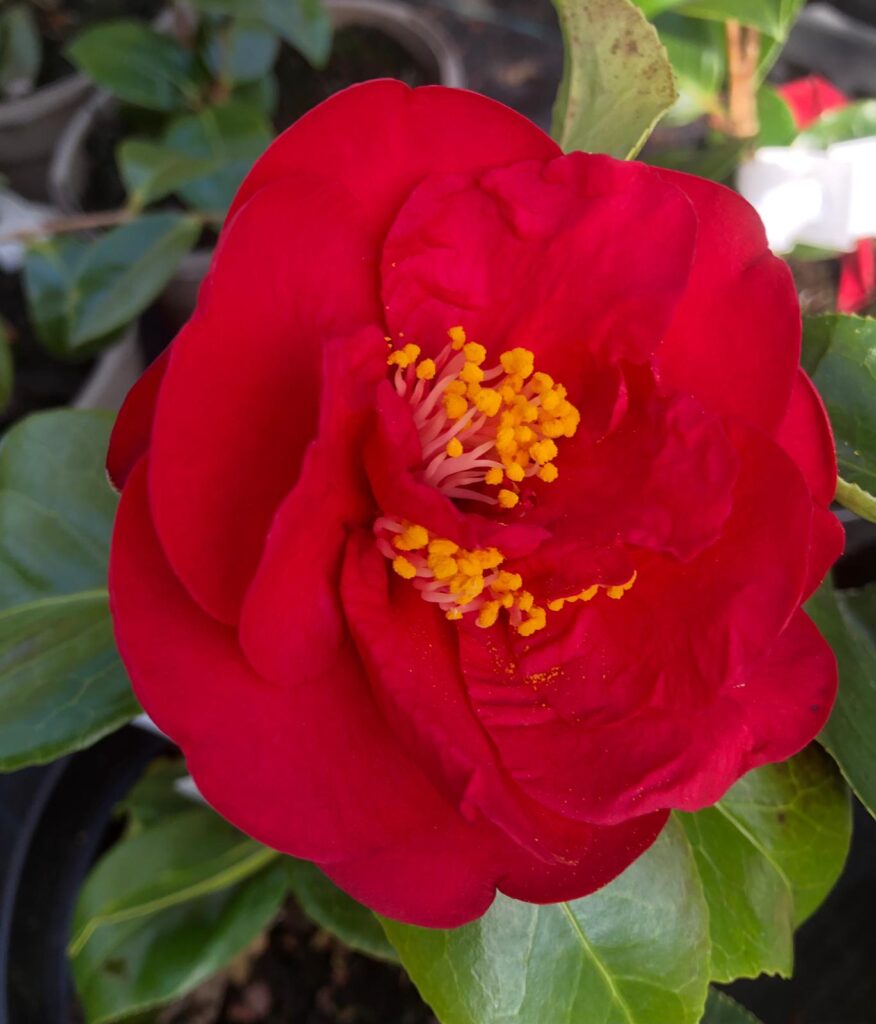 Camellia japonica 'Dr Burnside' Rotherview Nursery
