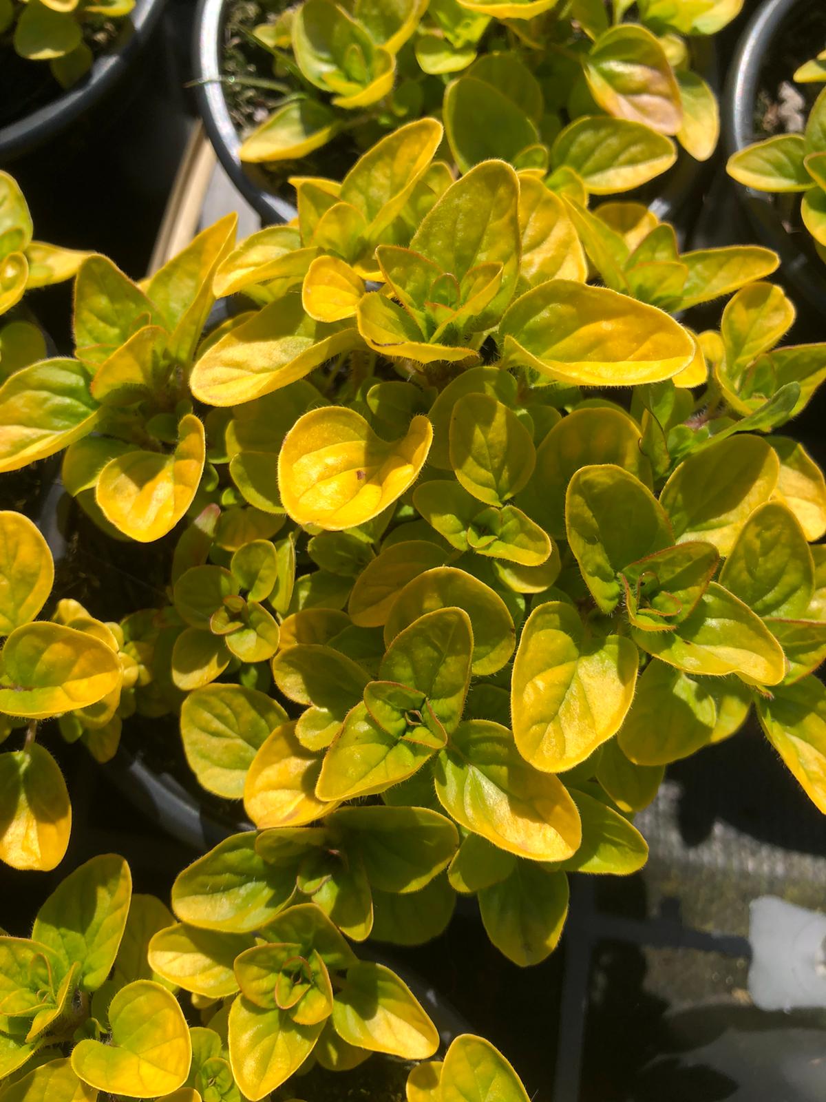 Golden Marjoram Rotherview Nursery