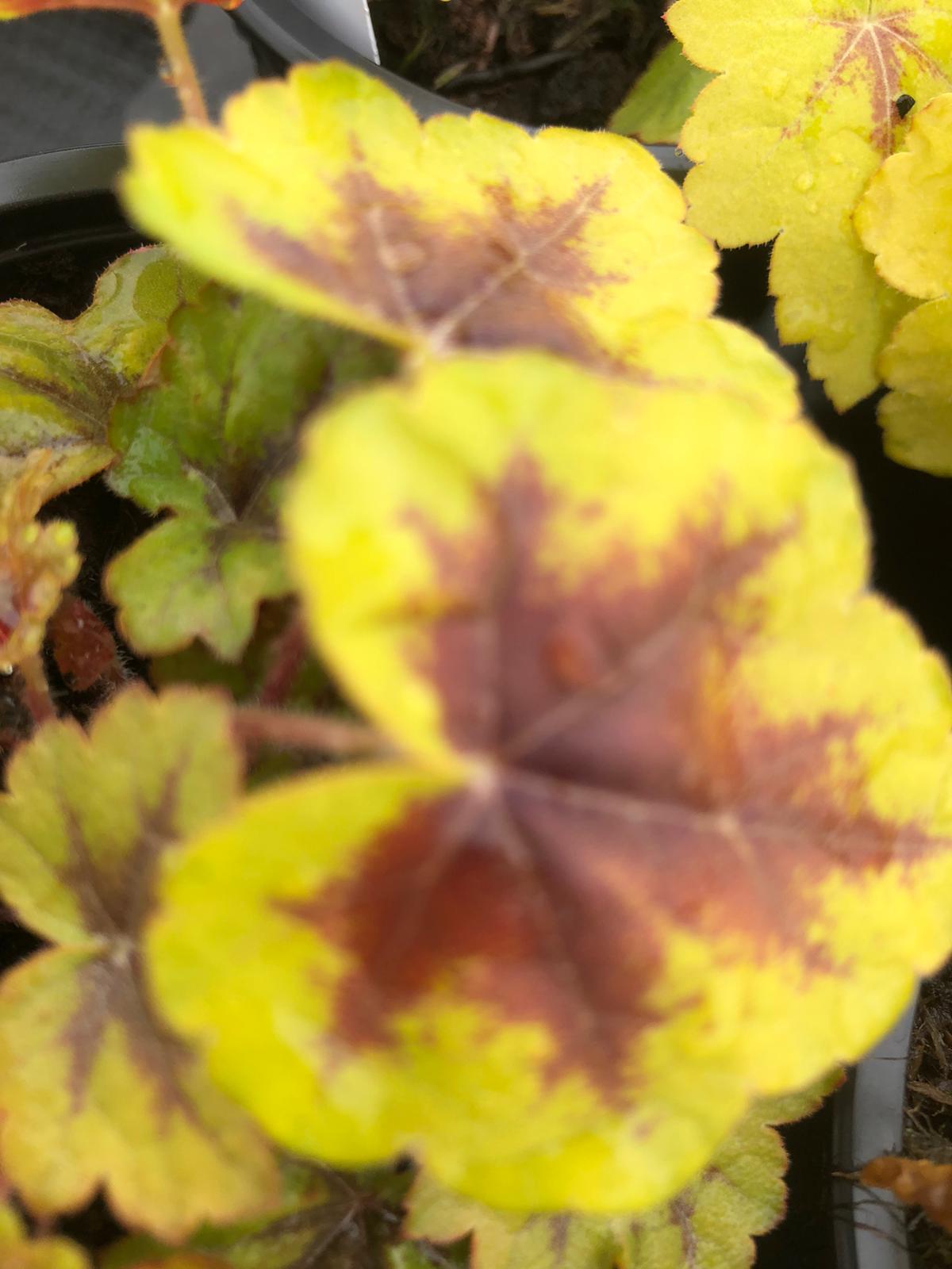 Heucherella 'Stoplight' Rotherview Nursery