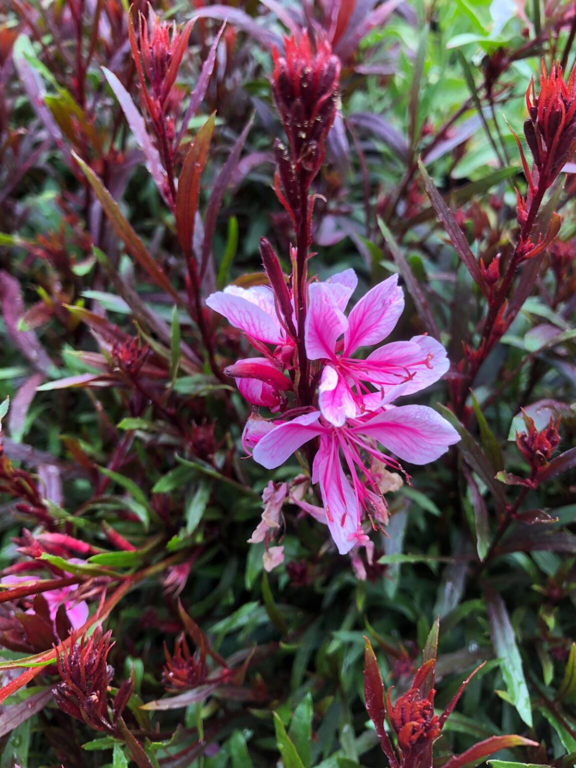 Gaura 'Passionate Blush' Rotherview Nursery