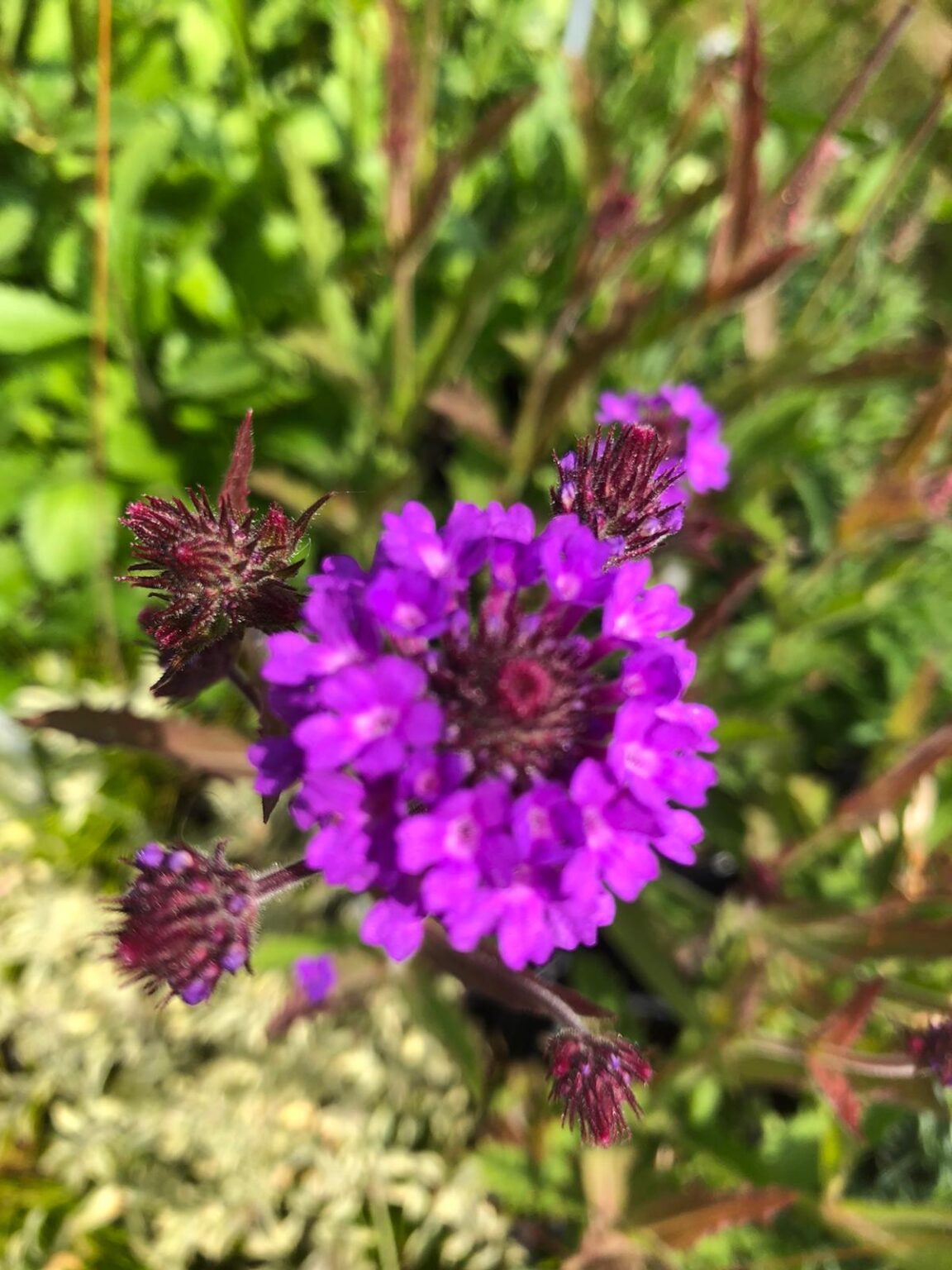 Verbena rigida Rotherview Nursery