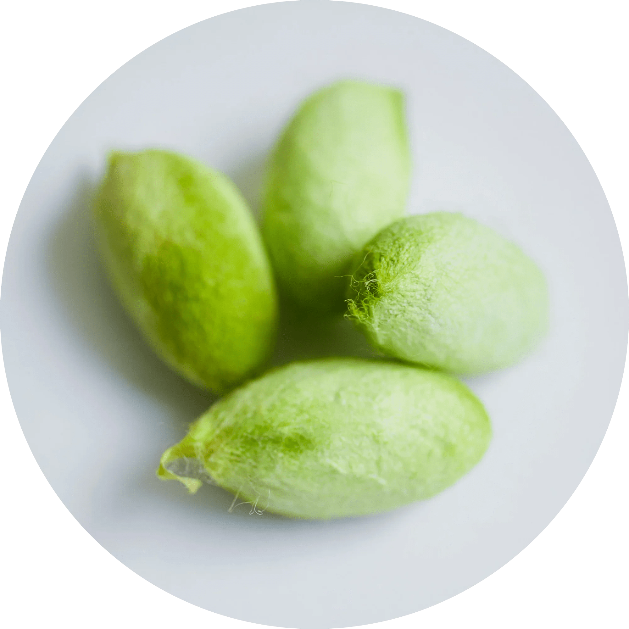 The Green Cocoons and Wild Silkworms tefutefu