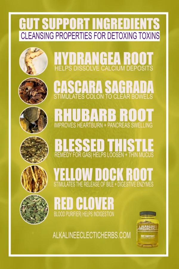 YELLOW DOCK Healing Herbs for Blood Cleansing