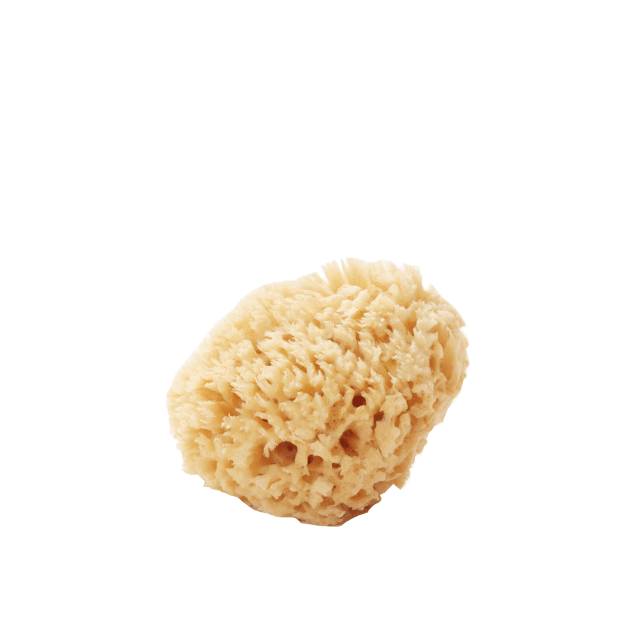 Medium Sea Sponge — Fortify Shop